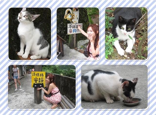 貓咪樂園-候硐
