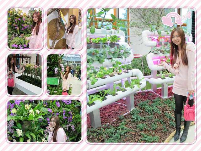 綠光森林.清境.老英格蘭.花博新生館