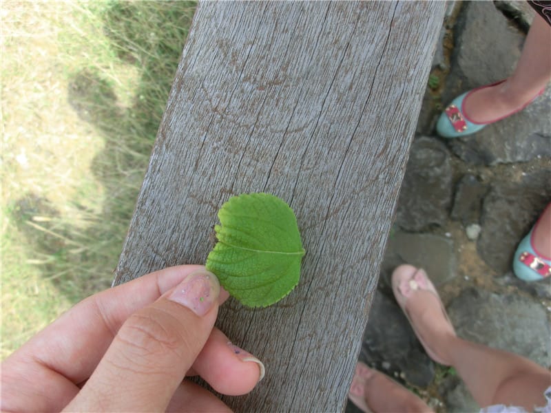 CIMG9690 - 複製 CIMG9690 - 複製