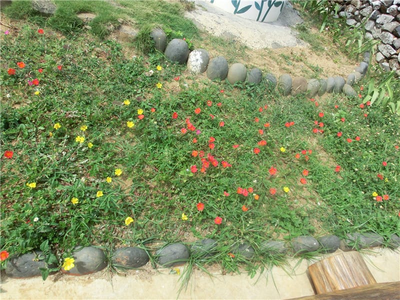 CIMG9819 - 複製 CIMG9819 - 複製