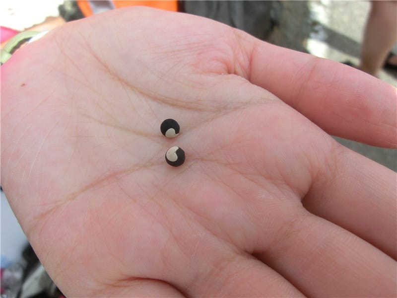 CIMG9665 - 複製 CIMG9665 - 複製