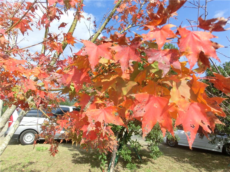 CIMG0694.jpg CIMG0694.jpg