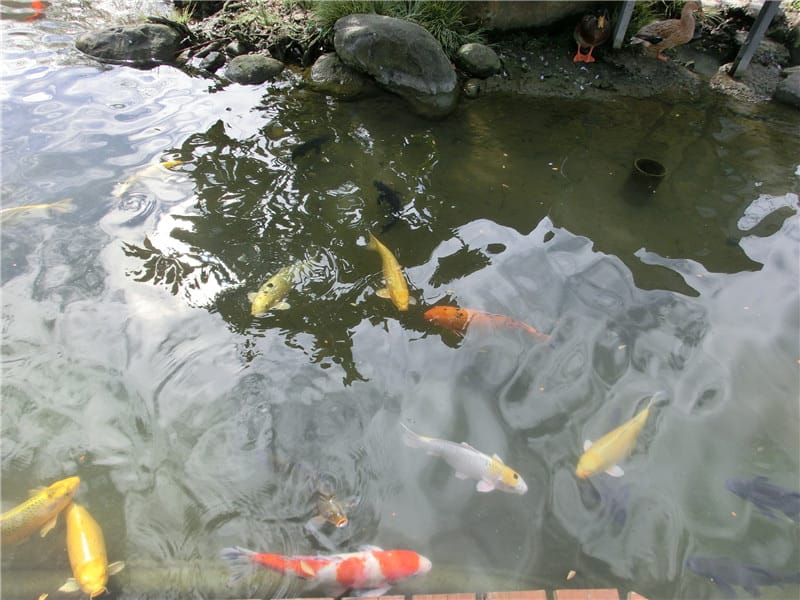 CIMG0709.jpg CIMG0709.jpg