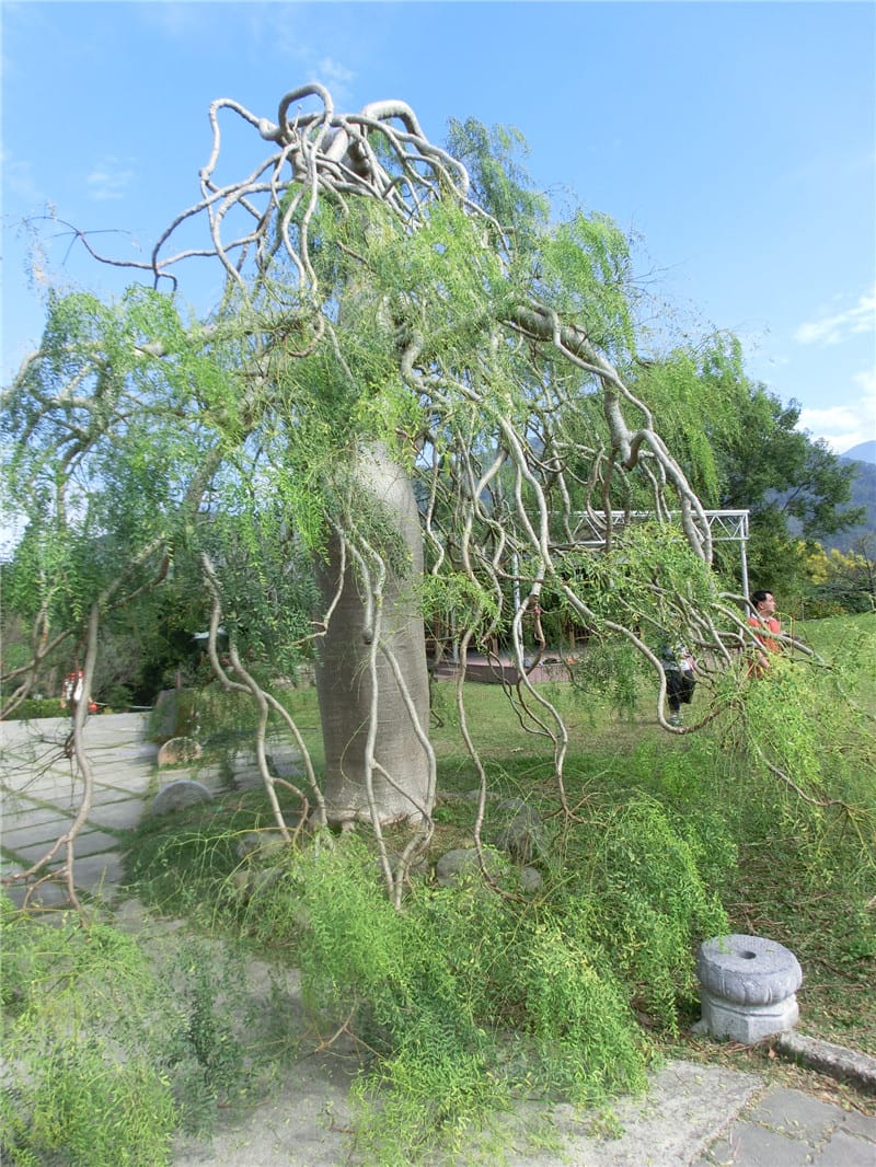 CIMG0726.jpg CIMG0726.jpg