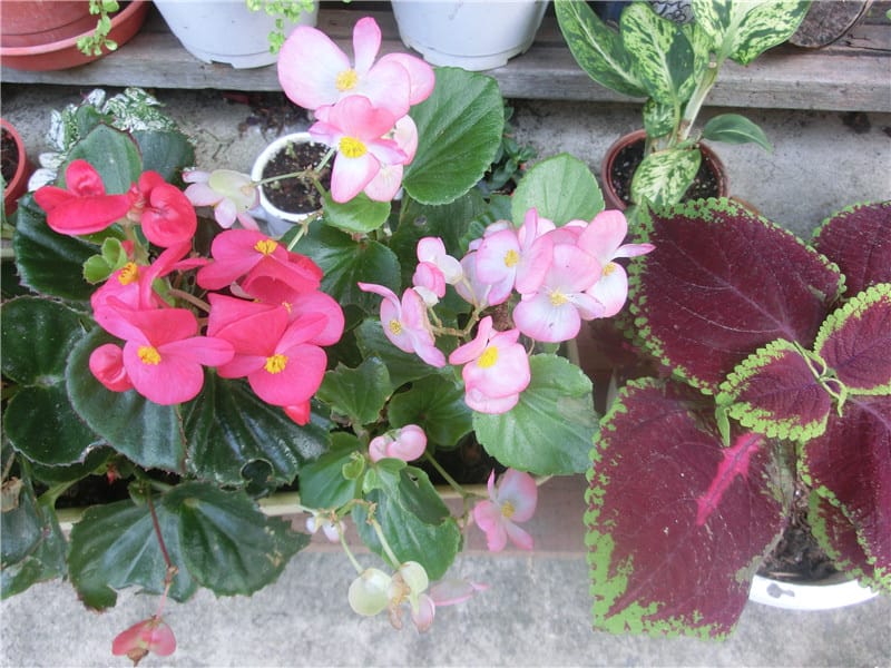 CIMG9017.jpg CIMG9017.jpg