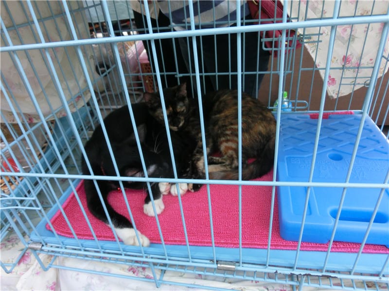 CIMG1289.jpg CIMG1289.jpg