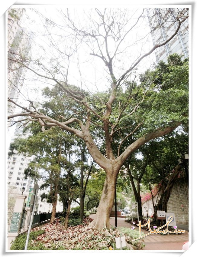 香港大學The University of Hong Kong~書香美景讓人著迷