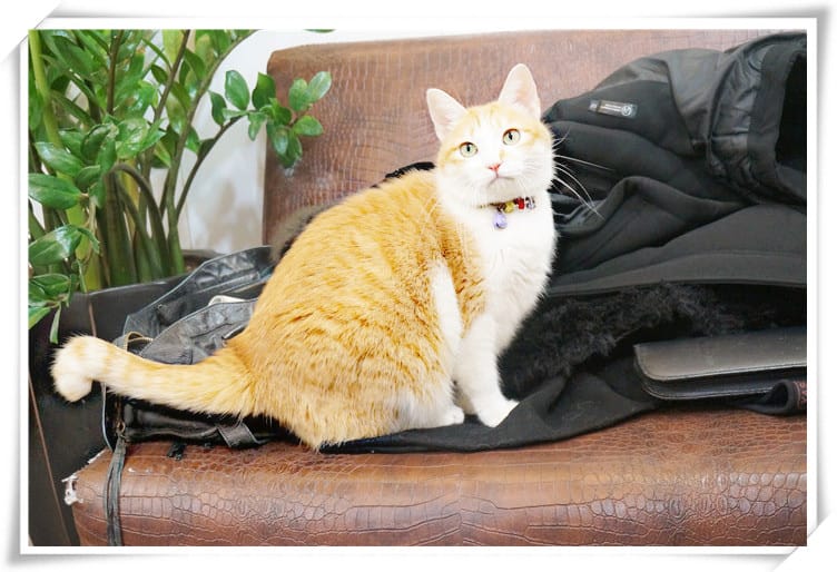 [美髮.捷運新店區公所]葦汎美髮沙龍~發現隱藏版大師級美髮達人阿吉/療癒系天使貓咪阿喵