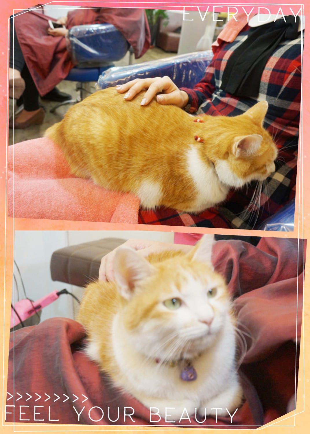 [美髮.捷運新店區公所]葦汎美髮沙龍~發現隱藏版大師級美髮達人阿吉/療癒系天使貓咪阿喵