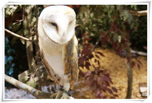 日本九州豪斯登堡HUIS TEN BOSCH-療癒系フクロウの森(貓頭鷹之森)~必逛.必玩!就像哈利波特一般.置身在可愛貓頭鷹旁 - 第25張圖 208472222.jpg