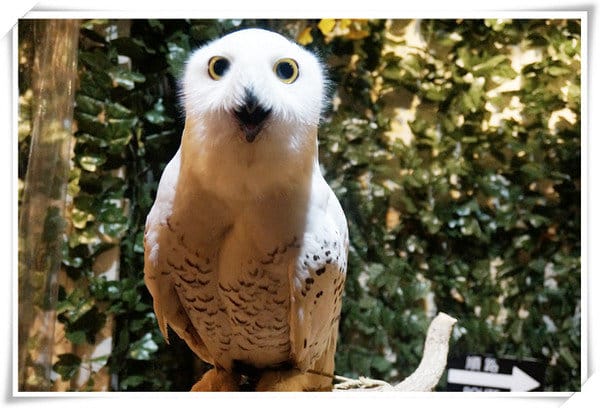 日本九州豪斯登堡HUIS TEN BOSCH-療癒系フクロウの森(貓頭鷹之森)~必逛.必玩!就像哈利波特一般.置身在可愛貓頭鷹旁 - 第21張圖 208472213.jpg