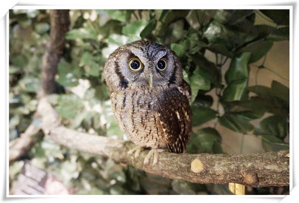 日本九州豪斯登堡HUIS TEN BOSCH-療癒系フクロウの森(貓頭鷹之森)~必逛.必玩!就像哈利波特一般.置身在可愛貓頭鷹旁 - 第18張圖 208472216.jpg