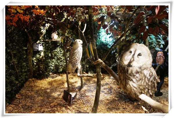 日本九州豪斯登堡HUIS TEN BOSCH-療癒系フクロウの森(貓頭鷹之森)~必逛.必玩!就像哈利波特一般.置身在可愛貓頭鷹旁 - 第12張圖 208472237.jpg