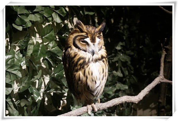 日本九州豪斯登堡HUIS TEN BOSCH-療癒系フクロウの森(貓頭鷹之森)~必逛.必玩!就像哈利波特一般.置身在可愛貓頭鷹旁 - 第29張圖 208472189.jpg