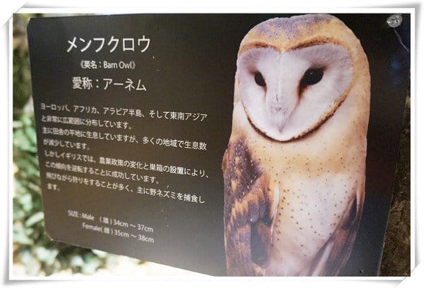 日本九州豪斯登堡HUIS TEN BOSCH-療癒系フクロウの森(貓頭鷹之森)~必逛.必玩!就像哈利波特一般.置身在可愛貓頭鷹旁 - 第24張圖 208472225.jpg