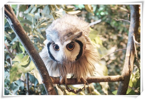 日本九州豪斯登堡HUIS TEN BOSCH-療癒系フクロウの森(貓頭鷹之森)~必逛.必玩!就像哈利波特一般.置身在可愛貓頭鷹旁 - 第23張圖 208472210.jpg