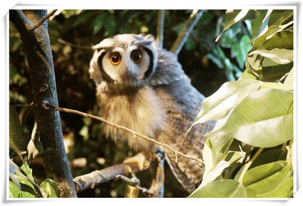 日本九州豪斯登堡HUIS TEN BOSCH-療癒系フクロウの森(貓頭鷹之森)~必逛.必玩!就像哈利波特一般.置身在可愛貓頭鷹旁 - 第15張圖 208472219.jpg