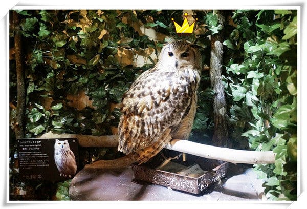 日本九州豪斯登堡HUIS TEN BOSCH-療癒系フクロウの森(貓頭鷹之森)~必逛.必玩!就像哈利波特一般.置身在可愛貓頭鷹旁 - 第27張圖 208472231.jpg