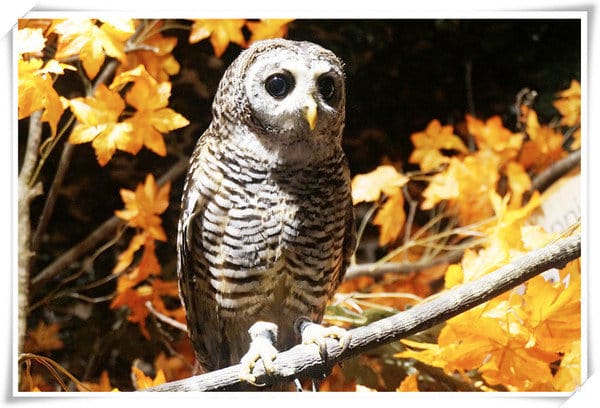 日本九州豪斯登堡HUIS TEN BOSCH-療癒系フクロウの森(貓頭鷹之森)~必逛.必玩!就像哈利波特一般.置身在可愛貓頭鷹旁 - 第8張圖 208472174.jpg