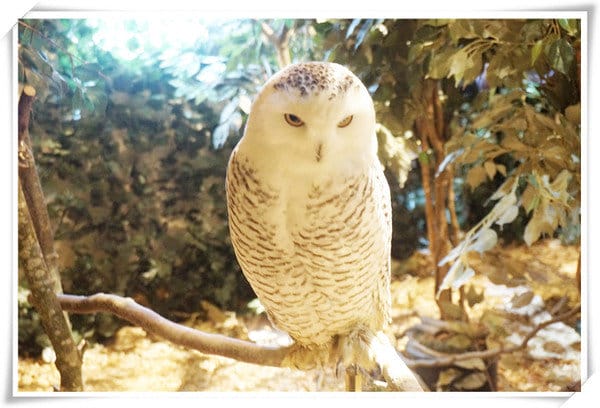 日本九州豪斯登堡HUIS TEN BOSCH-療癒系フクロウの森(貓頭鷹之森)~必逛.必玩!就像哈利波特一般.置身在可愛貓頭鷹旁 - 第19張圖 208472201.jpg