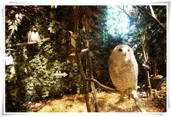 日本九州豪斯登堡HUIS TEN BOSCH-療癒系フクロウの森(貓頭鷹之森)~必逛.必玩!就像哈利波特一般.置身在可愛貓頭鷹旁 - 第20張圖 208472192.jpg