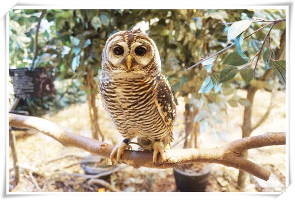 日本九州豪斯登堡HUIS TEN BOSCH-療癒系フクロウの森(貓頭鷹之森)~必逛.必玩!就像哈利波特一般.置身在可愛貓頭鷹旁 - 第14張圖 208472207.jpg