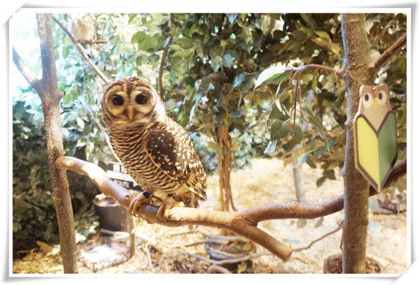 日本九州豪斯登堡HUIS TEN BOSCH-療癒系フクロウの森(貓頭鷹之森)~必逛.必玩!就像哈利波特一般.置身在可愛貓頭鷹旁 - 第13張圖 208472204.jpg