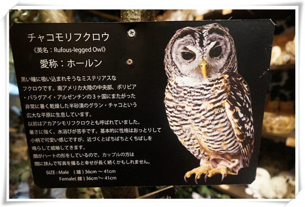 日本九州豪斯登堡HUIS TEN BOSCH-療癒系フクロウの森(貓頭鷹之森)~必逛.必玩!就像哈利波特一般.置身在可愛貓頭鷹旁 - 第9張圖 208472186.jpg