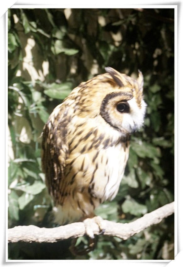 日本九州豪斯登堡HUIS TEN BOSCH-療癒系フクロウの森(貓頭鷹之森)~必逛.必玩!就像哈利波特一般.置身在可愛貓頭鷹旁 - 第16張圖 208472195.jpg