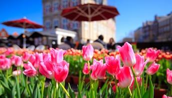 tulip2016_main_343_197 tulip2016_main_343_197