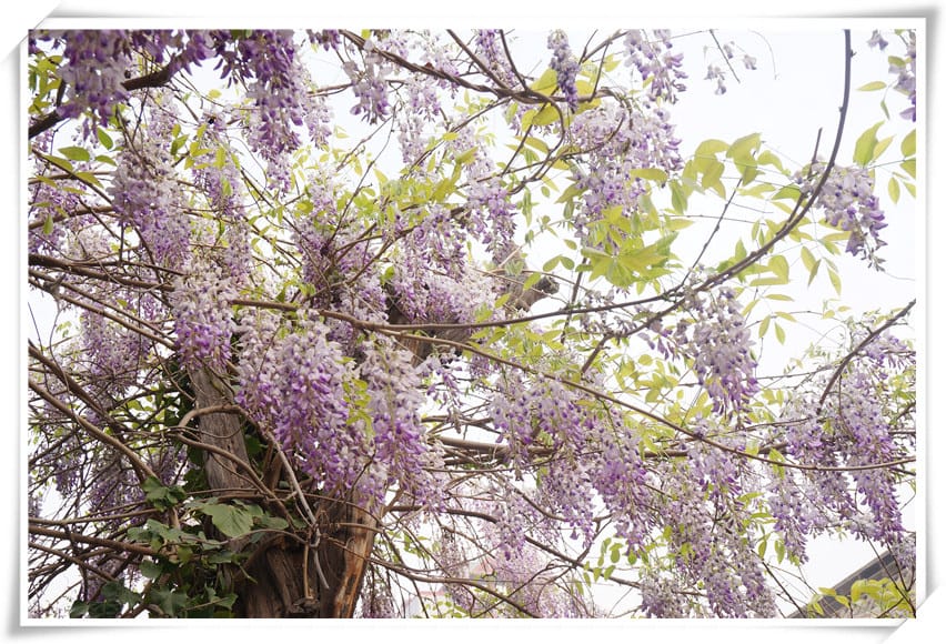 DSC02217.jpg DSC02217.jpg