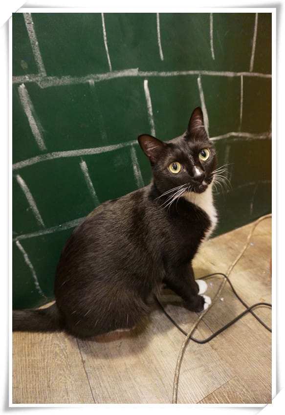 [忠孝復興站.寵物餐廳]貓咪先生的朋友～美式早午餐．燉飯．鬆餅．墨西哥餅，萌貓咪親人又溫馴