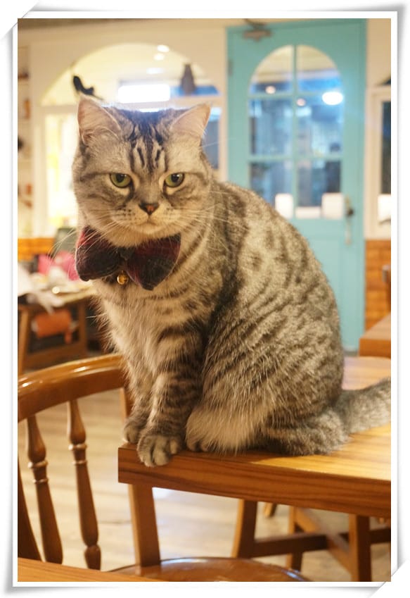 [忠孝復興站.寵物餐廳]貓咪先生的朋友～美式早午餐．燉飯．鬆餅．墨西哥餅，萌貓咪親人又溫馴