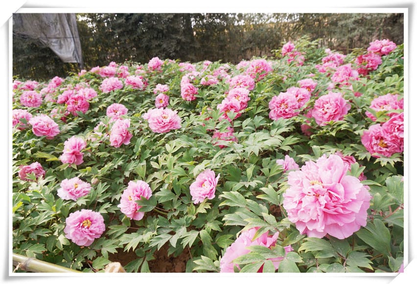 DSC00781.jpg DSC00781.jpg