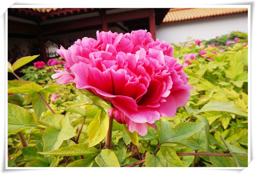 DSC00756.jpg DSC00756.jpg