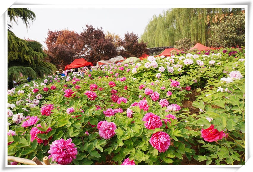 DSC00780.jpg DSC00780.jpg