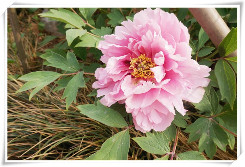 DSC00775.jpg DSC00775.jpg