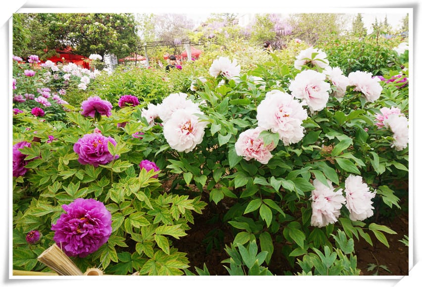 DSC00769.jpg DSC00769.jpg