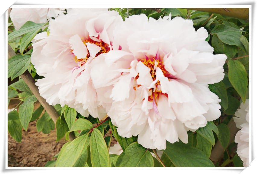 DSC00772.jpg DSC00772.jpg