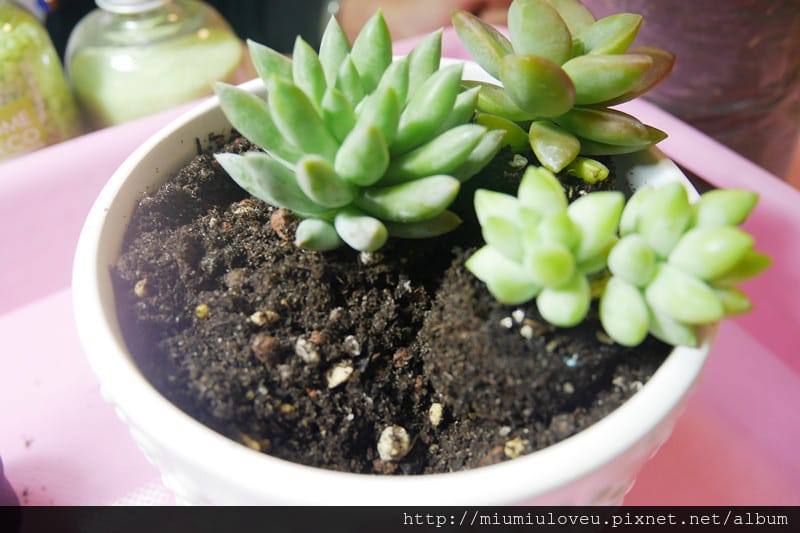 P1190604_副本.jpg P1190604_副本.jpg