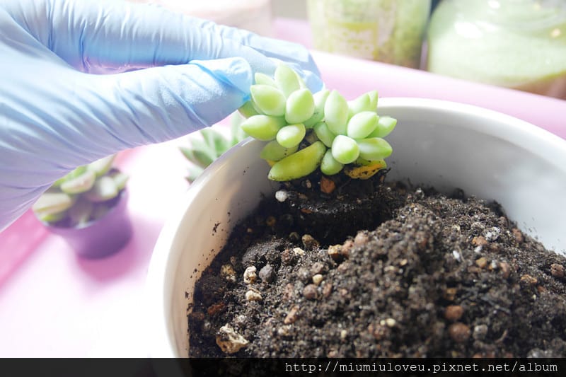 P1190598_副本.jpg P1190598_副本.jpg