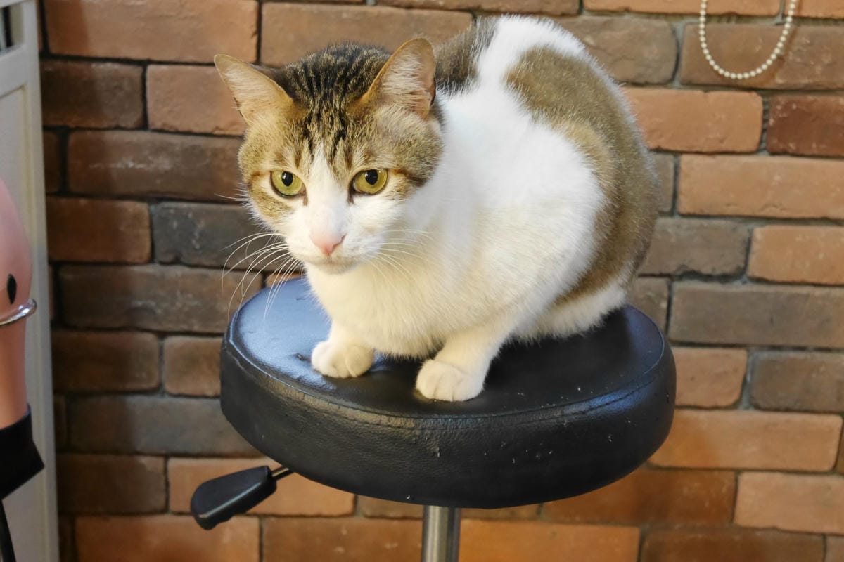 P1330965_副本.jpg P1330965_副本.jpg