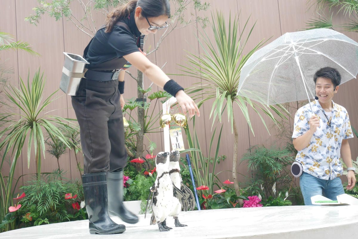 東京品川水族館 Aqua Park— 五彩繽紛海豚表演/水母漫步/可愛企鵝表演 - 第46張圖 東京品川水族館 Aqua Park— 五彩繽紛海豚表演/水母漫步/可愛企鵝表演