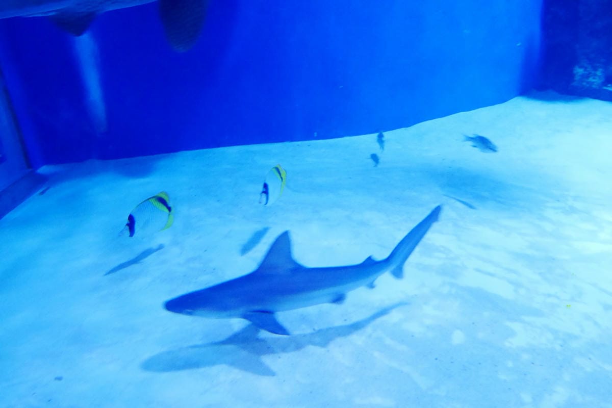 P1430037_副本.jpg P1430037_副本.jpg