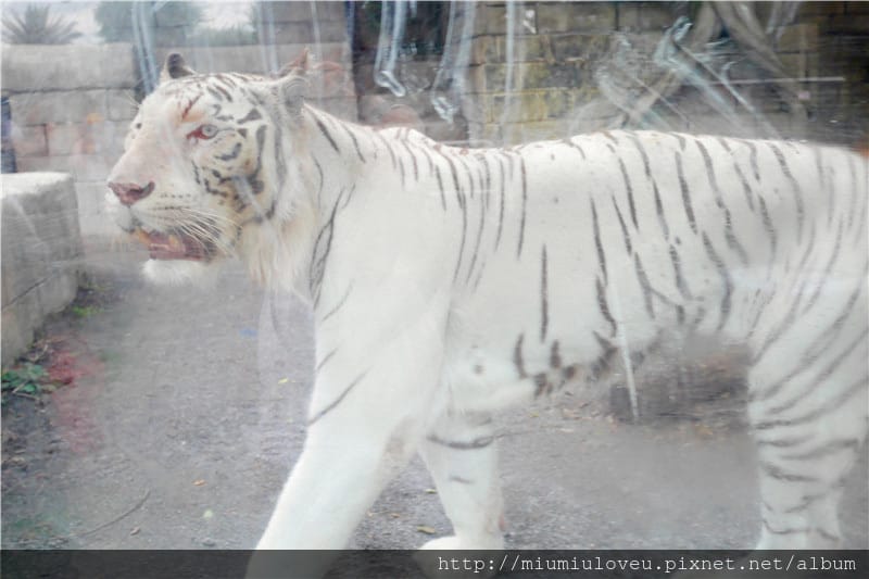 P1460957_副本.jpg P1460957_副本.jpg