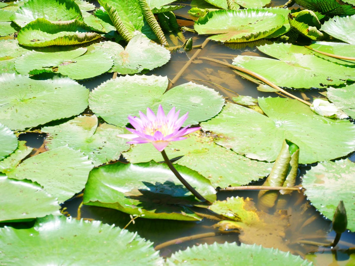 P1080037.JPG P1080037.JPG