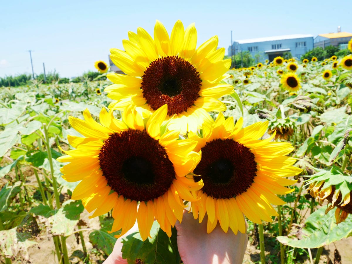 P1080191.JPG P1080191.JPG