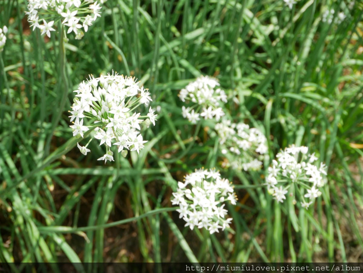 P1160955_meitu_60.jpg P1160955_meitu_60.jpg