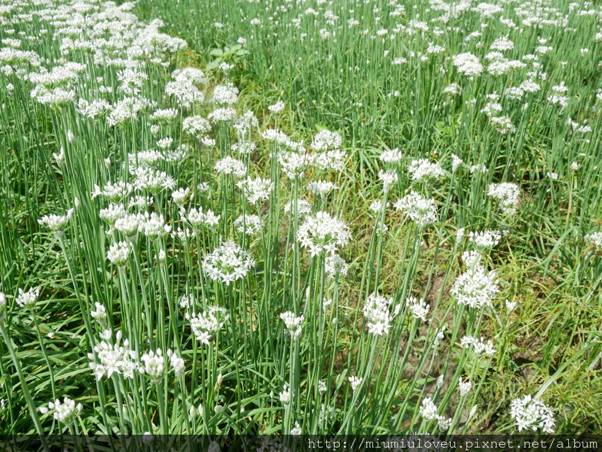 IMG_4547_meitu_46.jpg IMG_4547_meitu_46.jpg