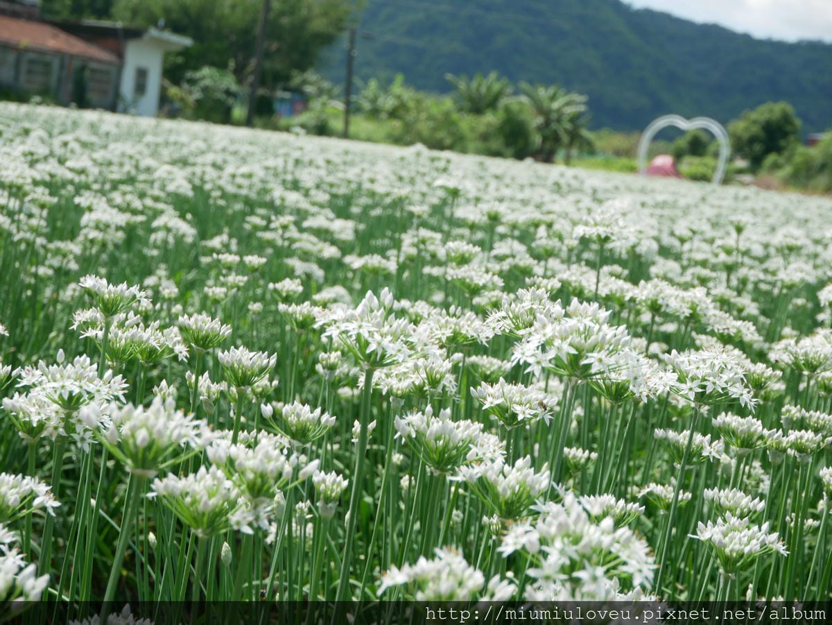 P1170085_meitu_61.jpg P1170085_meitu_61.jpg